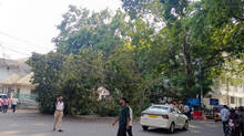 tree