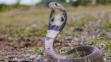 snake