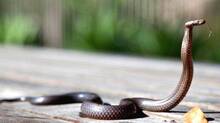 snake