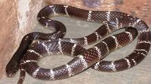 common-krait