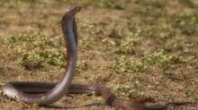 snakebite-kerala-