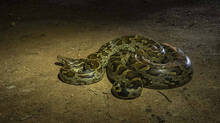 snake