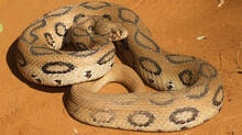 viper