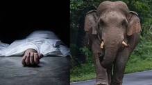 elephant