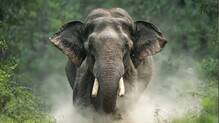 elephant