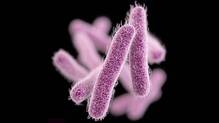 shigella