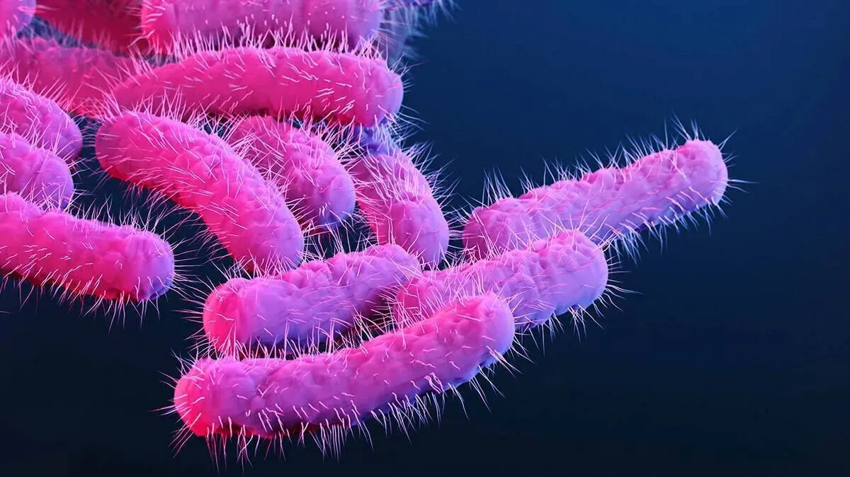 shigella shigella