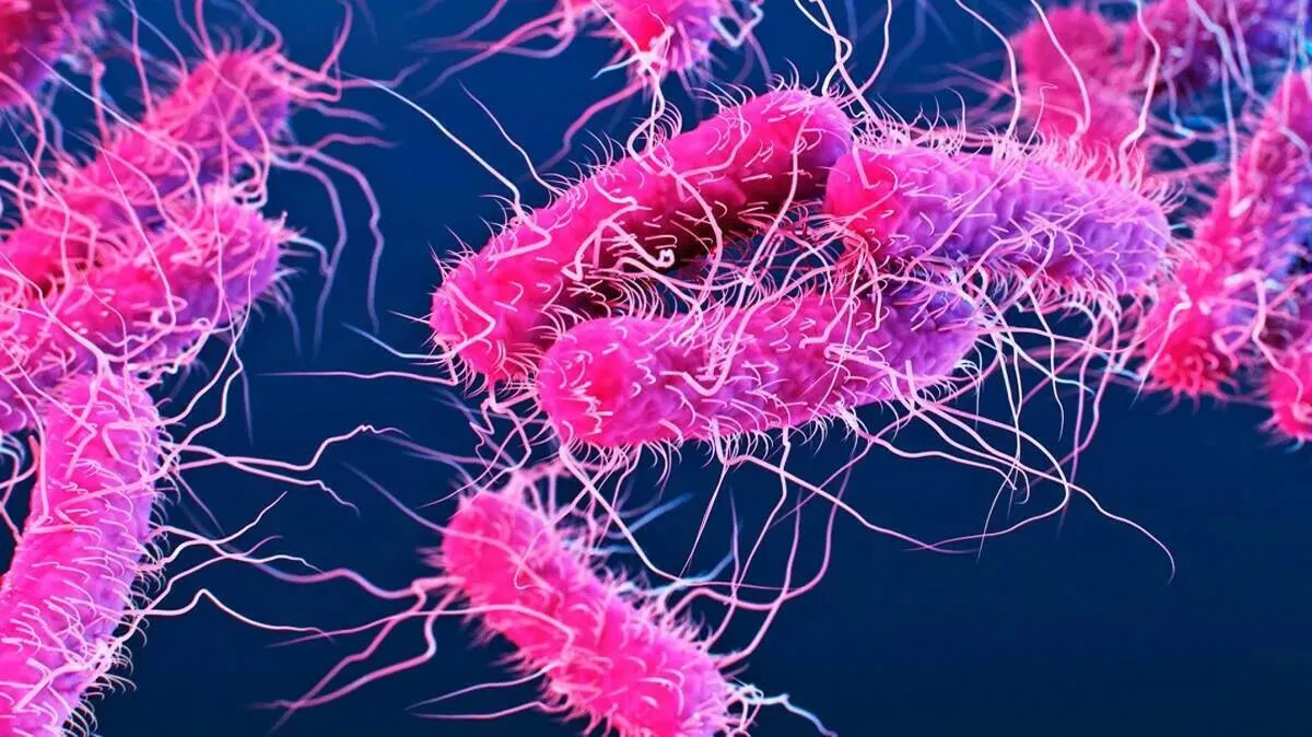 shigella shigella