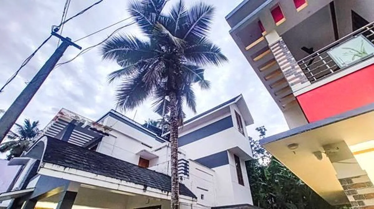 coconut-tree coconut-tree