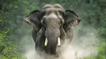 elephant