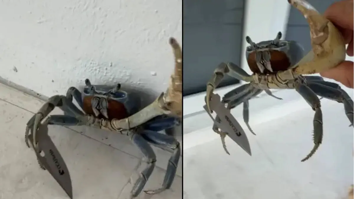 crab crab