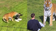 siberian-tiger-