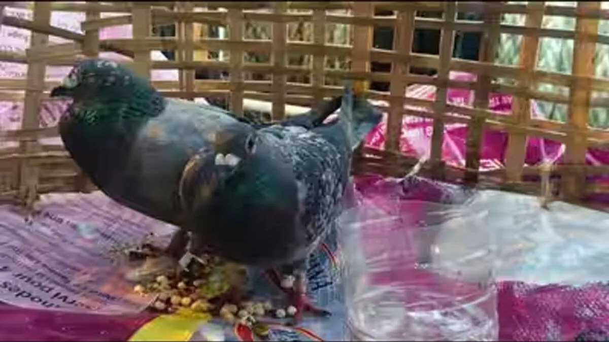 pigeon pigeon