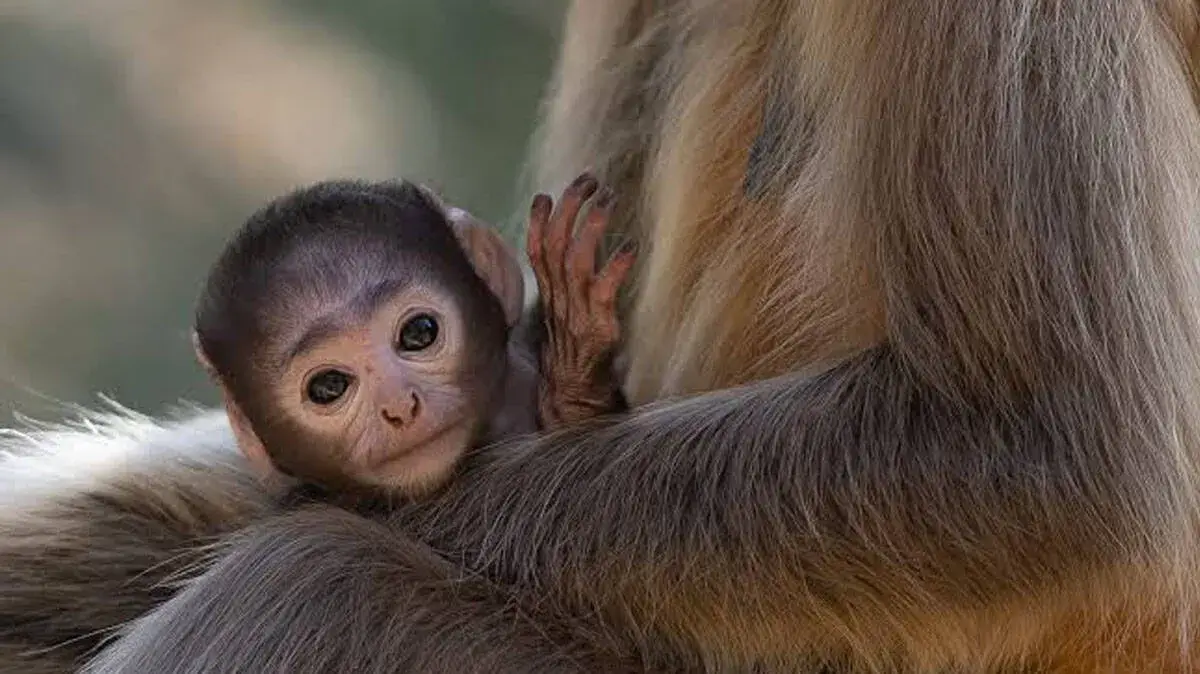 monkey