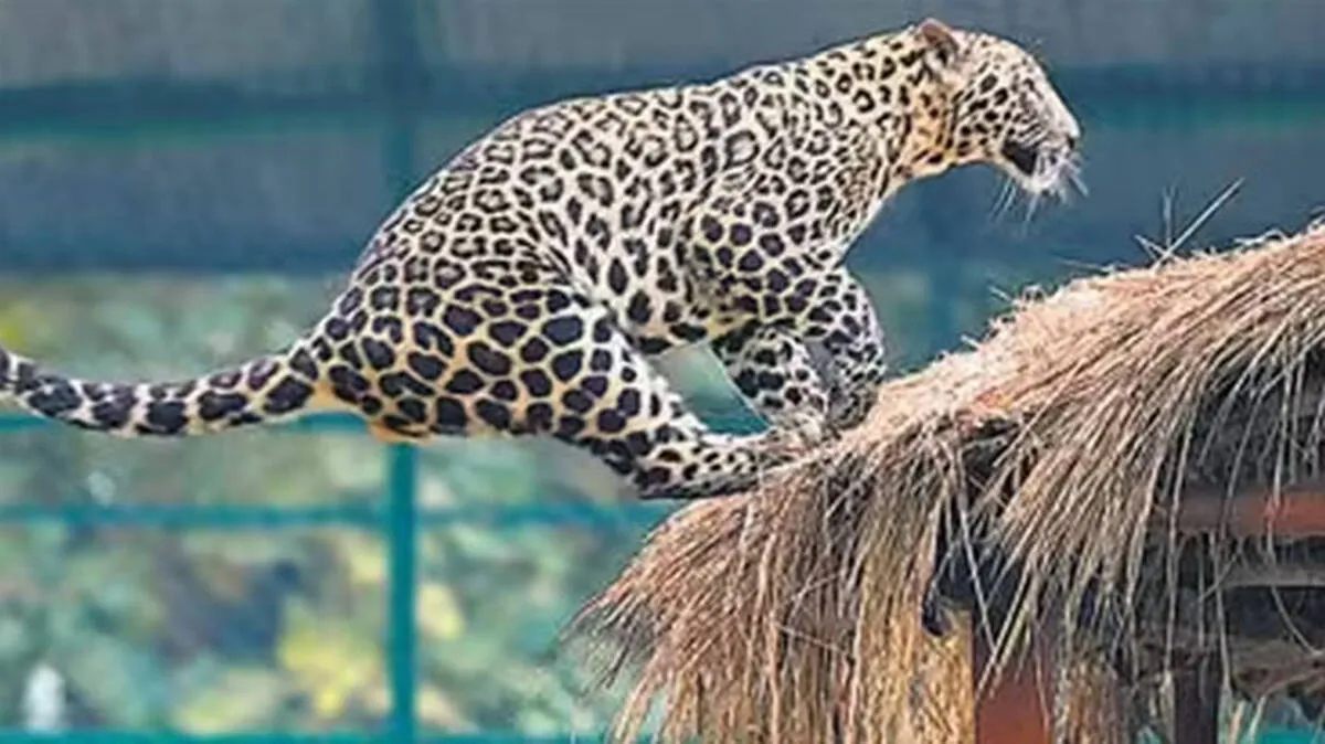leopard-