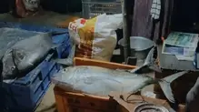 fish